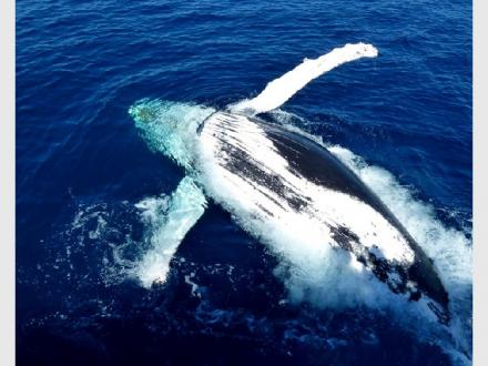 Rivers Whale Watching Rivers Whale Watching