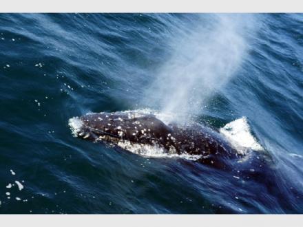 Rivers Whale Watching Rivers Whale Watching
