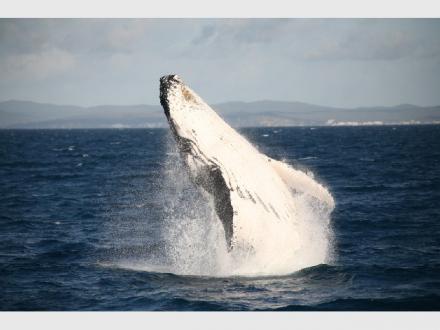Rivers Whale Watching Rivers Whale Watching
