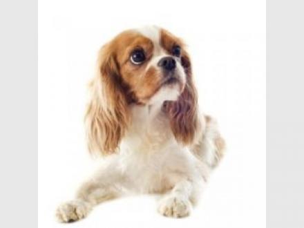Studio Pooch Studio Pooch