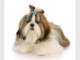 Studio Pooch Studio Pooch