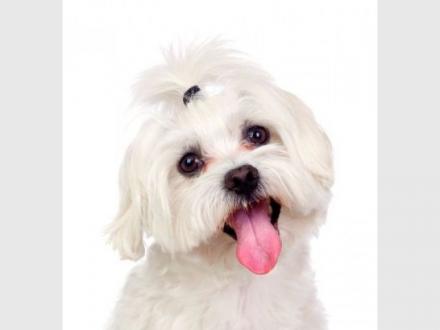 Studio Pooch Studio Pooch