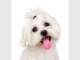 Studio Pooch Studio Pooch