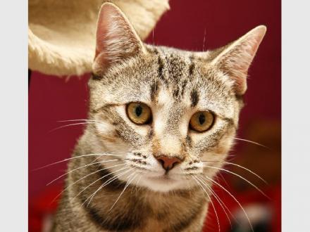 The Animal Welfare League Queensland The Animal Welfare League Queensland