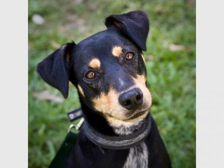 The Animal Welfare League Queensland The Animal Welfare League Queensland