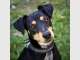 The Animal Welfare League Queensland The Animal Welfare League Queensland