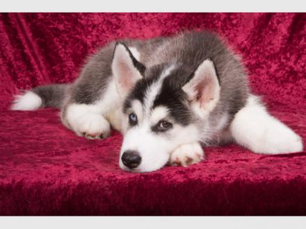 The Petographer - Creative Pet Photography