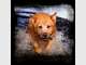 The Petographer - Creative Pet Photography