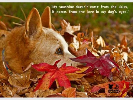 The Petographer - Creative Pet Photography