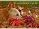 The Petographer - Creative Pet Photography