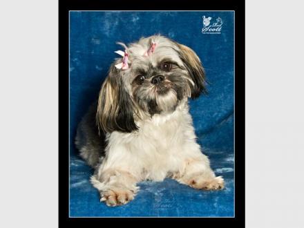 The Petographer - Creative Pet Photography