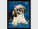 The Petographer - Creative Pet Photography