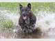 The Petographer - Creative Pet Photography