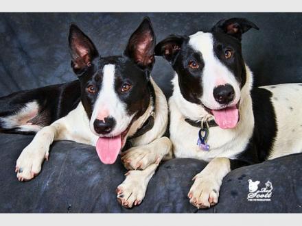 The Petographer - Creative Pet Photography