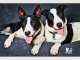 The Petographer - Creative Pet Photography