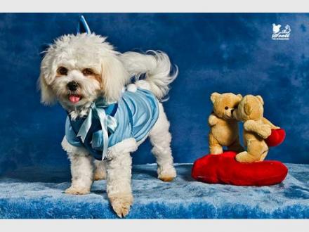 The Petographer - Creative Pet Photography