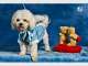 The Petographer - Creative Pet Photography