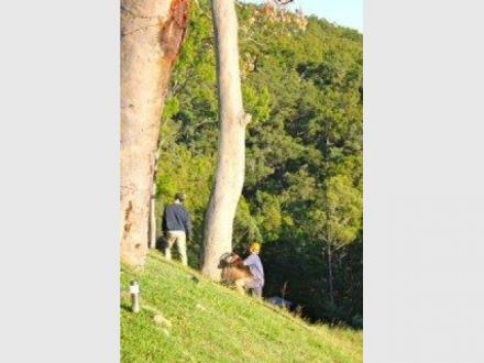 Tree Cutting & Lopping Gold Coast Tree Cutting & Lopping Gold Coast