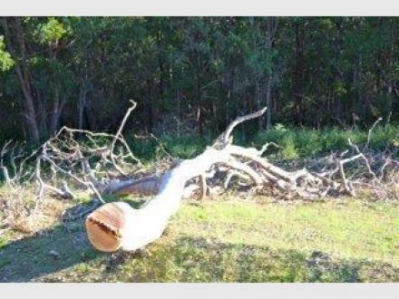 Tree Cutting & Lopping Gold Coast Tree Cutting & Lopping Gold Coast