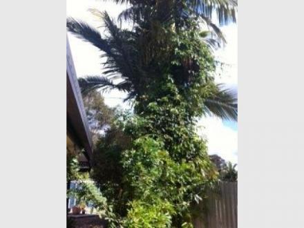 Tree Cutting & Lopping Gold Coast Tree Cutting & Lopping Gold Coast