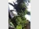 Tree Cutting & Lopping Gold Coast Tree Cutting & Lopping Gold Coast