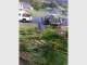 Tree Cutting & Lopping Gold Coast Tree Cutting & Lopping Gold Coast